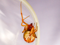 Parasteatoda lunata